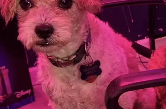 Lost Dog: Cholate on West Hiland Dr