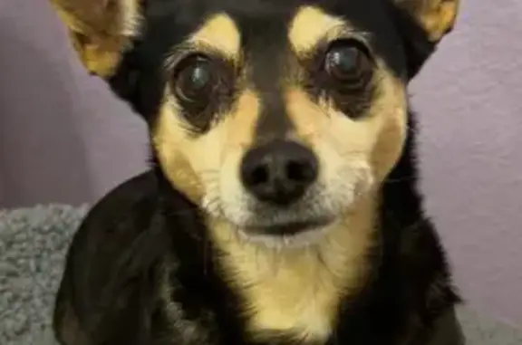 Lost Dog: Black/Brown, Tumor, Oahu St LV