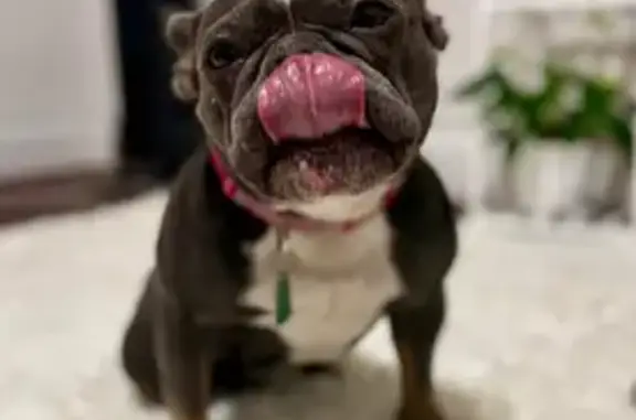 Lost Grey-Blue Dog with Light Blue Eyes