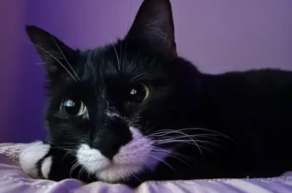 Lost Tuxedo Cat Trio: 3-Legged in Ovingham