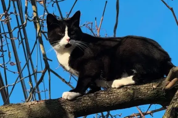 Lost Tuxedo Cat: Valley Stream, NY - photo