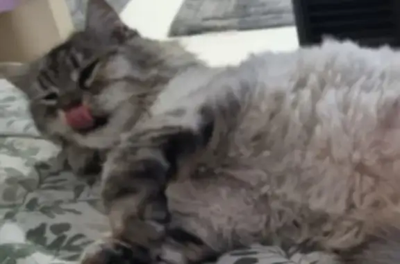 Lost pets Mundaring, photo: Lost Cream Cat: Friendly, Shaved Back