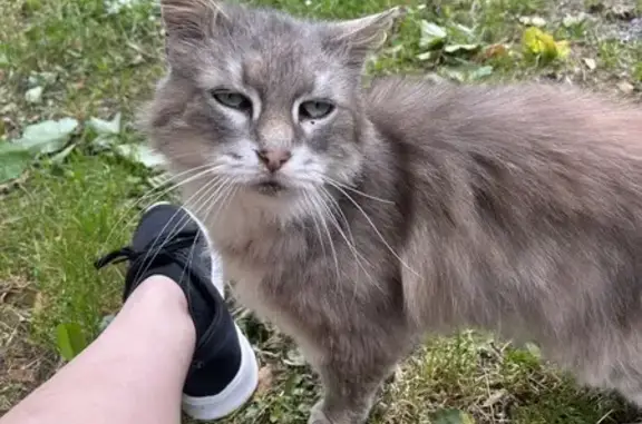 Chat perdu, Châteauponsac, photo: Chat perdu, 15 ans, craintif, Châteauponsac