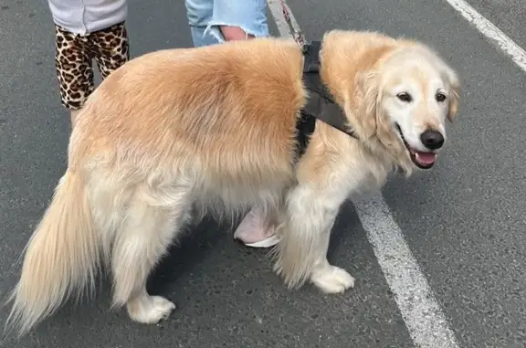 Lost Golden Retriever: Ryans Parade