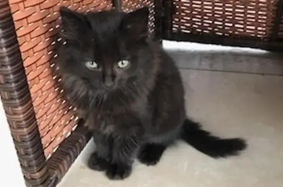 Chat noir Croque mou perdu à Pont-Évêque - photo