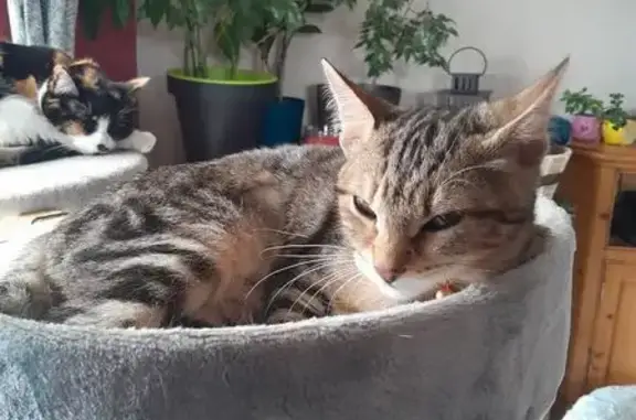 Chat perdu, Rognac, photo: Chatte perdue multicolore, 6 mois, Rognac