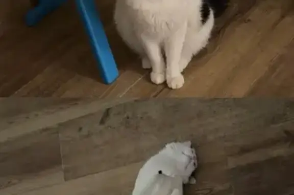 ¡Gato Perdido! Blanco con Manchas Negras en Vila-real