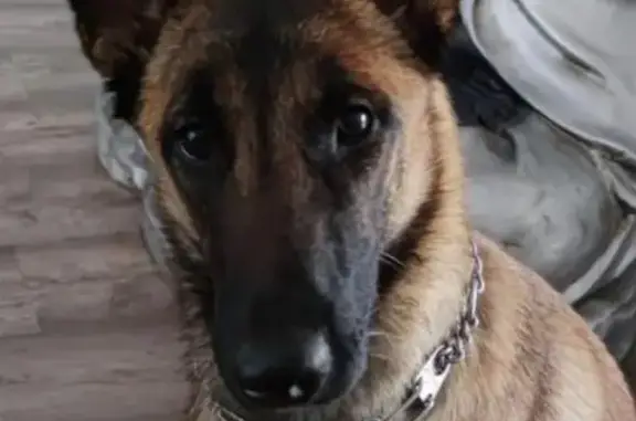 Perra Perdida en Vícar: Muy Sociable y Cariñosa