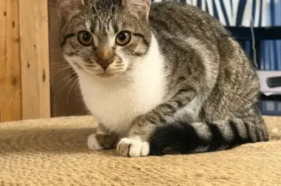 Chat trouvé Metz, photo: Chatte tigrée/tuxedo crème trouvée à Metz