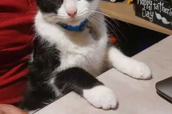 Gato esterilizado, vaquita, tiene 7 años y tiene alimento especial llevaba puesto placa de gatito con numero telefónico al reverso. Es gato de casa, no sale a la calle, pero salió de casa por la noche y ya no regreso al domicilio