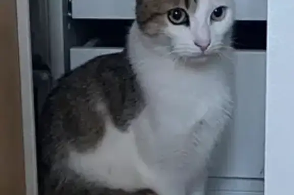 Animaux perdus Avignon, photo: Chat perdu à Avignon : Spicy, mâle craintif