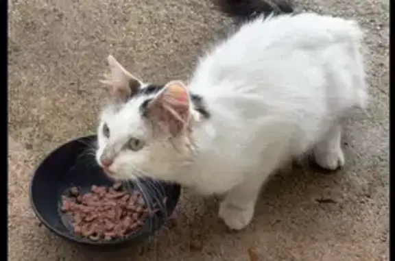 Animaux trouvés , photo: Chatte trouvée à Iverny, affamée et infestée