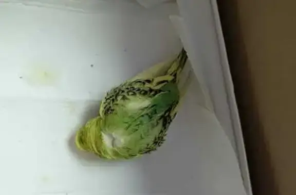 Periquito Australiano Perdido...