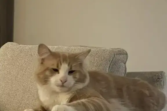 Lost pets Penrith, photo: Lost Fluffy Blonde Cat in Penrith