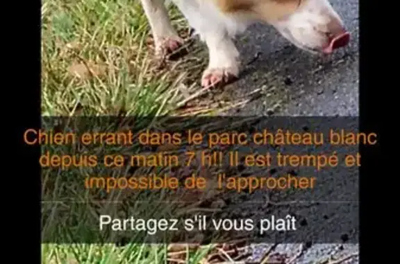 Chien trouvé , photo: Chien blanc et roux trouvé à Châlette-sur-Loing