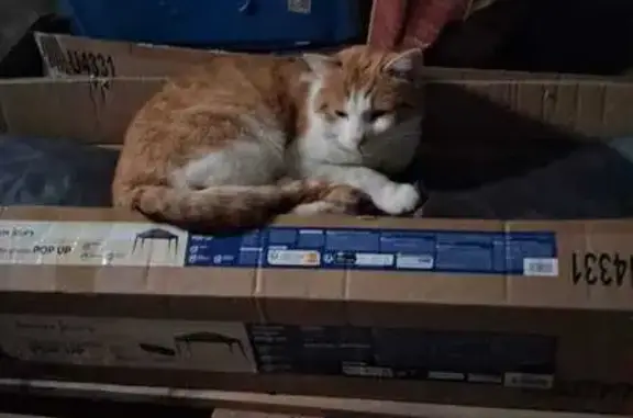 Chat trouvé , photo: Chat mâle roux-blanc trouvé Rue des Pensées