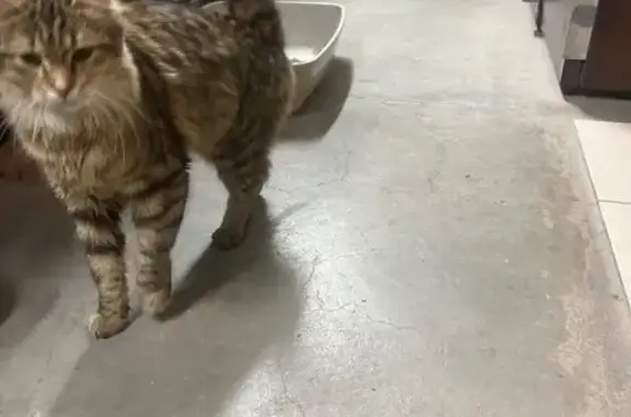 Animaux trouvés Thaon-les-Vosges, photo: Chatte trouvée à Thaon-les-Vosges