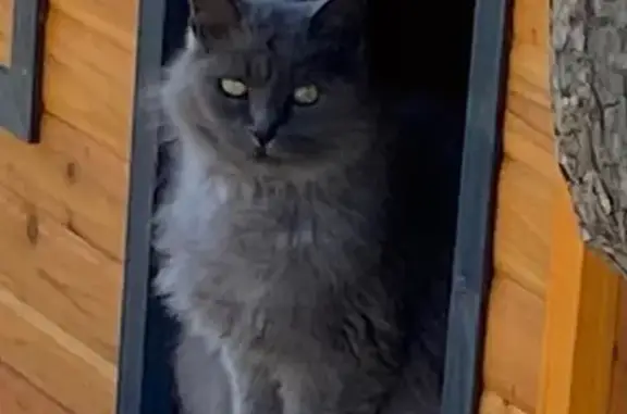 Perdue : petite chatte grise pucée, Vix - photo