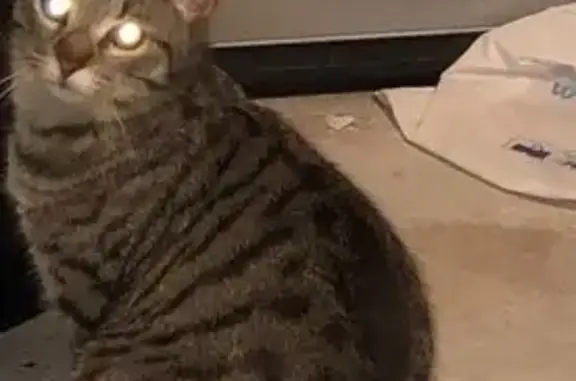 Chat perdu : Hélios, gris tigré, Piré-sur-Seiche - photo