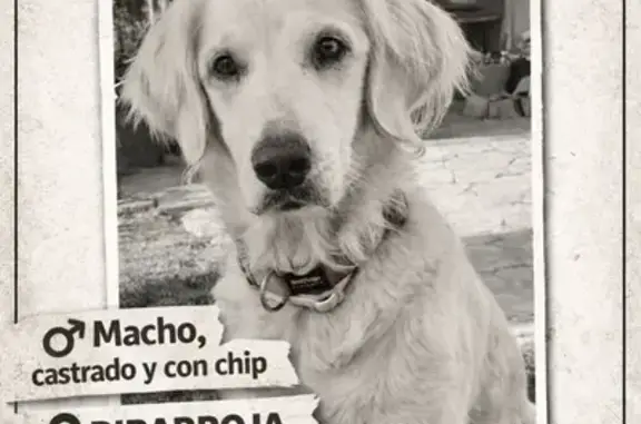 Perro Blanco Perdido en Riba-roja de Túria