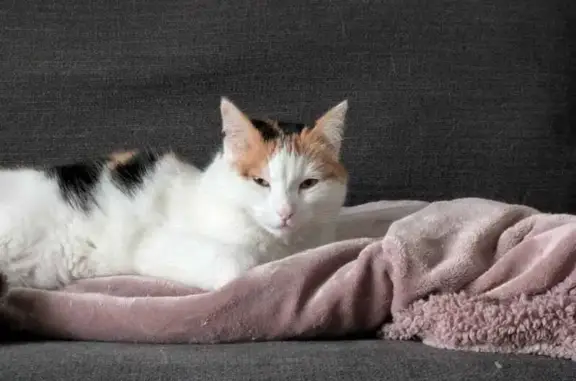 Chatte perdue tricolore, 6kg, Artix - photo