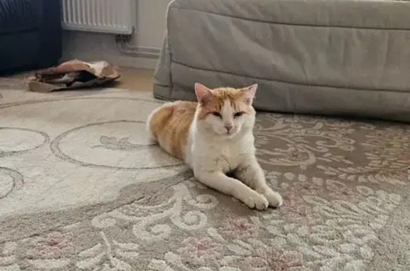 Chat perdu, Rue du Dr Schweitzer, Mutzig - photo