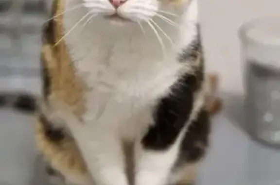 Chat perdu, Sausset-les-Pins, photo: Chatte tricolore 16 ans perdue à Sausset