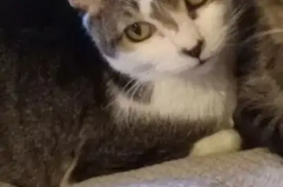 Lost: Friendly Tailless Cat, Ocean Springs