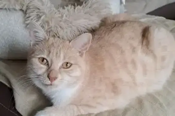 Chat beige clair perdu à Prigonrieux - photo