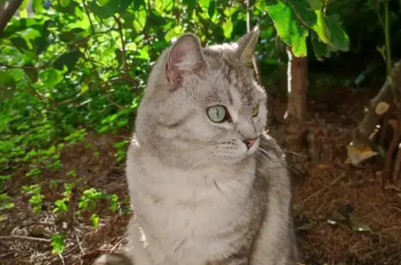 Chat tigré gris perdu à Toulon - photo