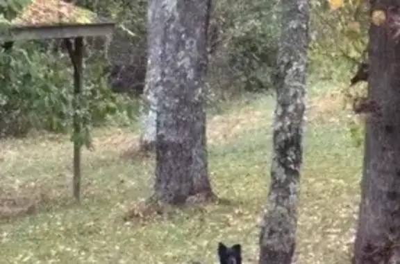 Lost Dog: Jasper, Sweet & Shy, Ruffsdale