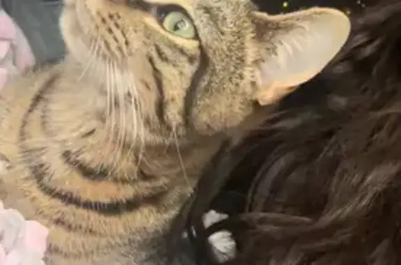 Lost pets Indianapolis, photo: Lost Cat on North Berwick Avenue