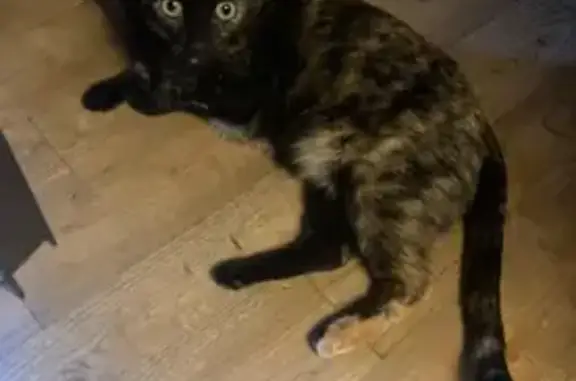 Chat d'appartement perdu à Lyon - photo