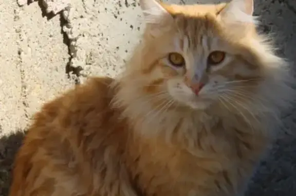 Chat perdu, Bastia, photo: Chat roux perdu, peureux et glouton, Bastia