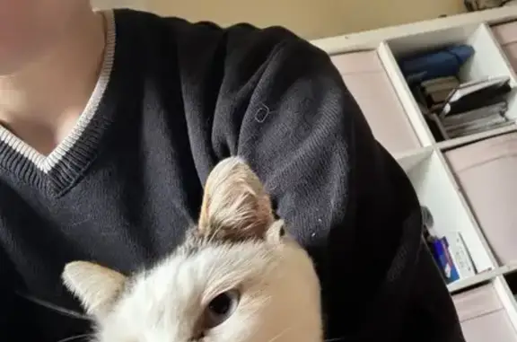 Animaux trouvés Nouvelle-Aquitaine, photo: Chat blanc yeux bleus trouvé à Saint-Porchaire