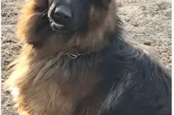 Perro perdido en Huelva: Responde a 'Amor' - photo