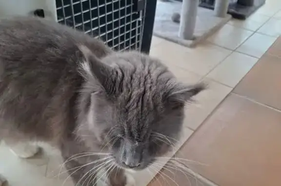 Animaux perdus La Seyne-sur-Mer, photo: Maine Coon gris/blanc perdu à La Seyne