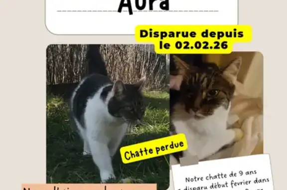 Chatte perdue Aura, 9 ans, Villeneuve-d'Ascq - photo