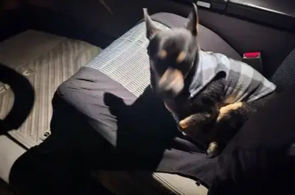 Found dog Tigard, photo: Found Black Chihuahua on SW 109th Ave