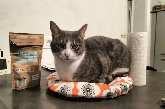 Chat perdue: tigré et blanc, sociable - photo