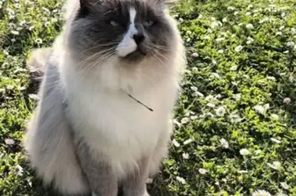 Chat perdu : nez bicolore, St-Nazaire - photo
