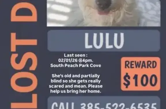 Missing dog South Jordan, photo: Lost Elderly Dog: South Jordan Area