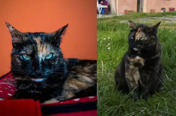 Animaux perdus , photo: Chat écaille de tortue perdue à Justiniac