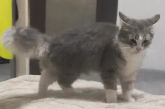 Зникла кішка Грей: сірий з білим, пухнастий