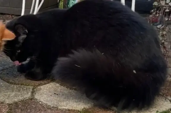 Animaux perdus Le Bouscat, photo: Chat noir perdu, poil long, Le Bouscat