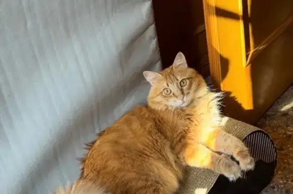 ¡Ayuda! Gato Naranja Perdido en Valencia