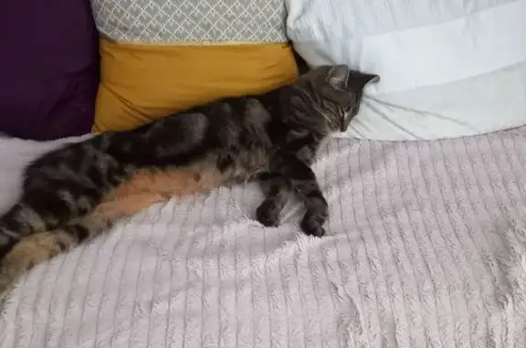 Chatte tigrée perdue au Plessis-Robinson - photo