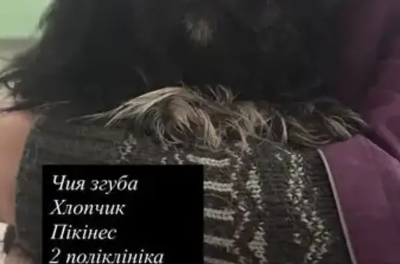 Знайдено собаку , фото: Знайдено собаку біля поліклініки в Хмельницькому