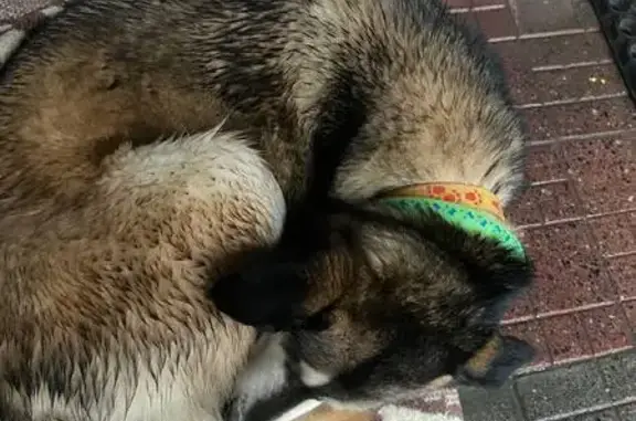 Знайдено собаку Чернівці, фото: Знайдена собака на Чорноморській в Чернівцях