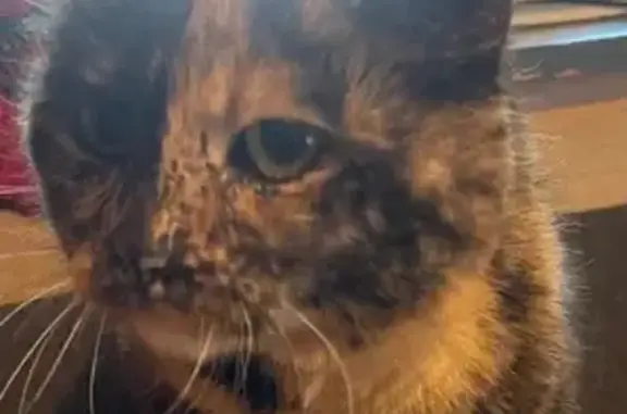 Animaux trouvés , photo: Chatte écaille, 2-5 ans, sociale, Tenteling